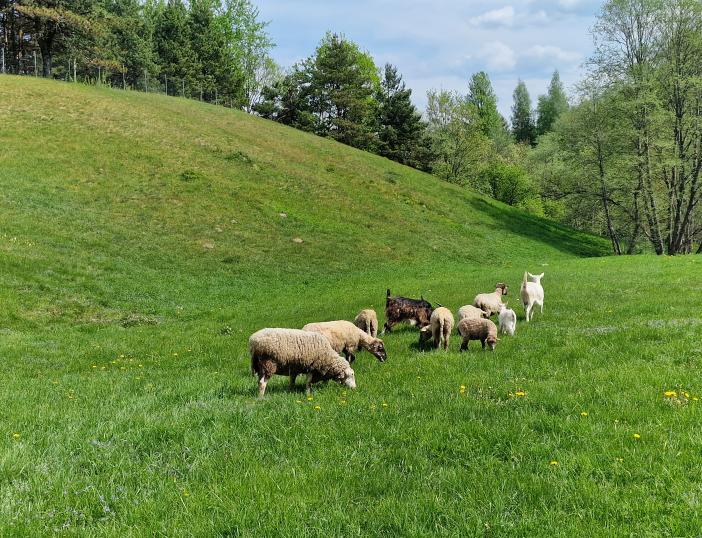 Avys grįžta į Ribiškių kraštovaizdžio draustinį!