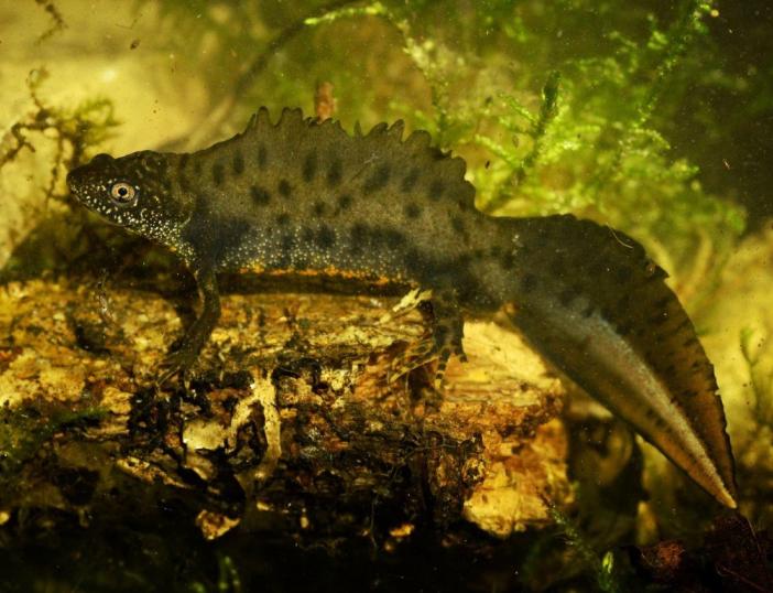 Ar pažįstate Lietuvos kūdrose gyvenančius mažus drakoniukus?
