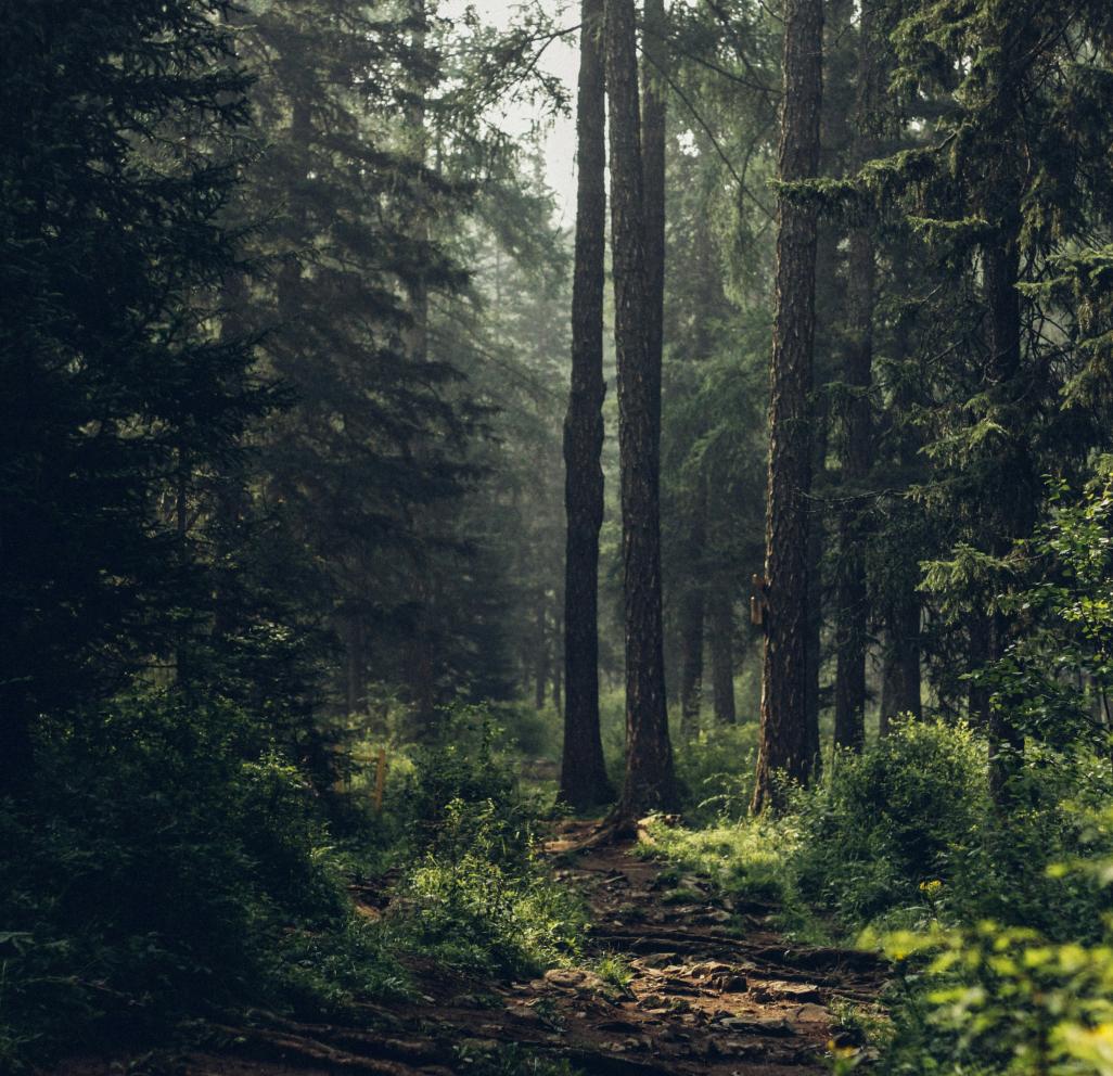 Skaidrumas miškų valdyme: kviečiame naudotis interaktyviu kirtaviečių žemėlapiu