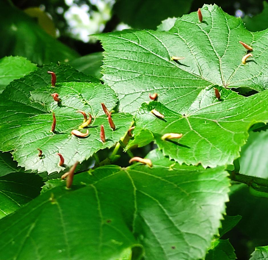Slaptas vabzdžių gyvenimas – edukacija gamtoje su entomologu