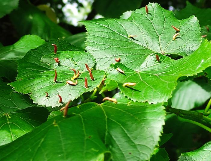 Slaptas vabzdžių gyvenimas – edukacija gamtoje su entomologu