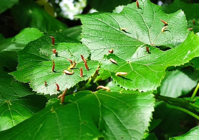 Slaptas vabzdžių gyvenimas – edukacija gamtoje su entomologu