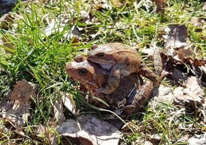 Darbai Ribiškių kraštovaizdžio draustinyje