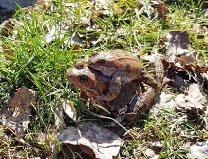 Darbai Ribiškių kraštovaizdžio draustinyje